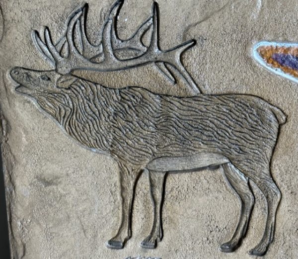 PRO - Elk - Image 2