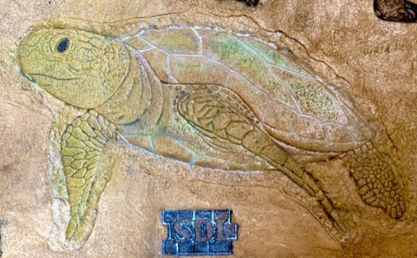 PRO - Sea Turtle side view - Image 2