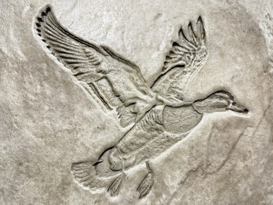 SDI Mallard 10" Stamp - Image 3